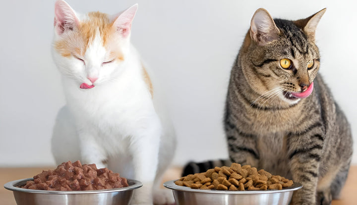 Creating Better Feeding Routines