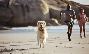 Helping Pets Stay Active
